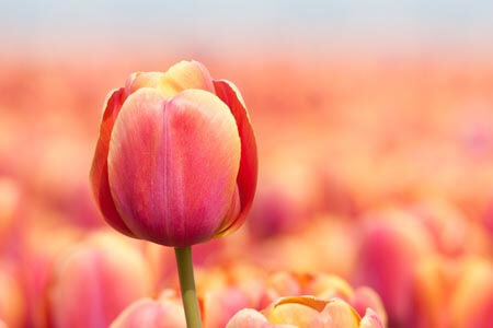 Depth of Field Prediction